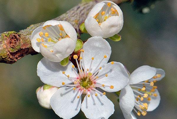 struktura cvijeta trešnje šljive