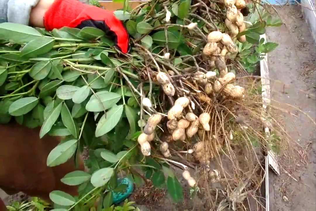 uprawa orzeszków ziemnych w kraju