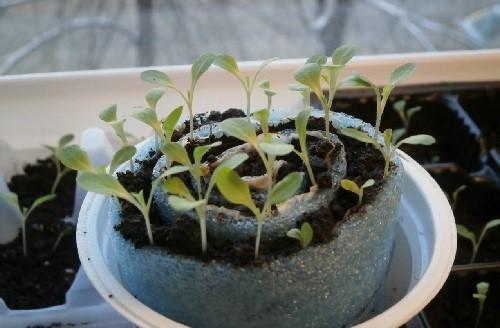 growing petunias without picking