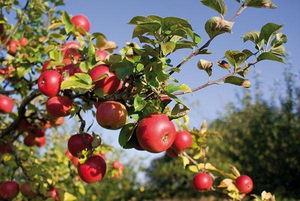 jabloň z vlastných zakorenených sadeníc