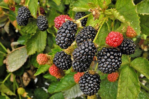 thornfree studless blackberry