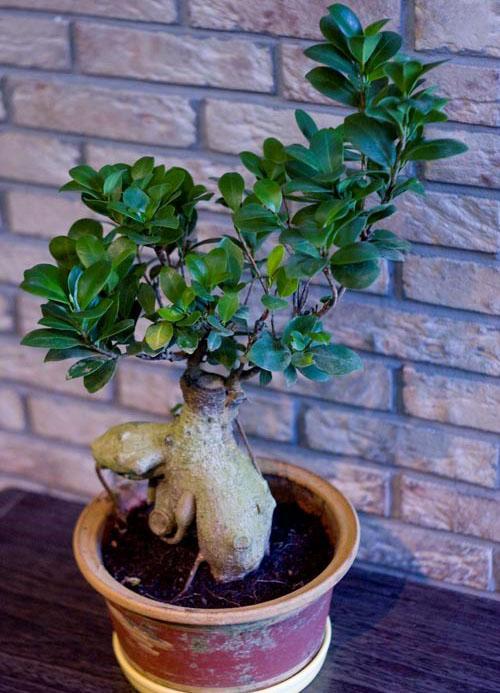 bonsai ficus a belső térben