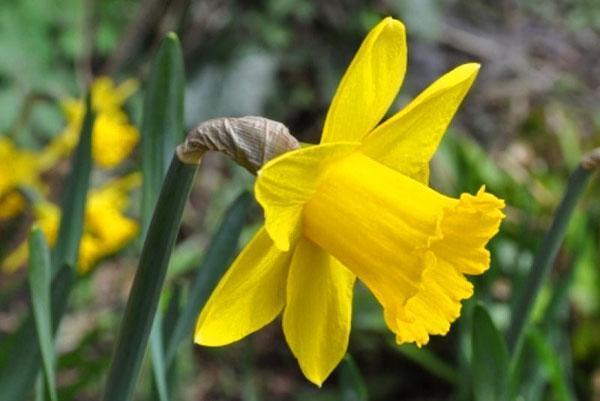 daffodil sedang mekar di bunga