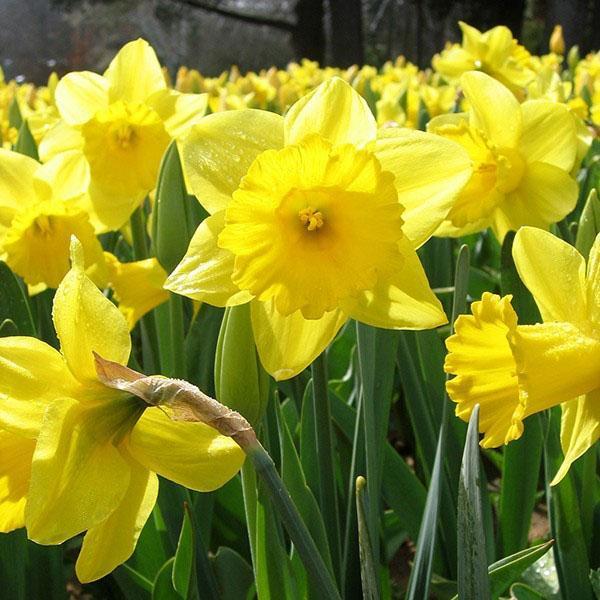 daffodil sedang mekar