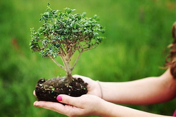 bonsai - minyatür bir ağaç