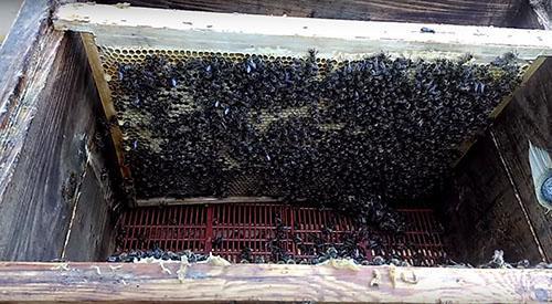 bee colony formation