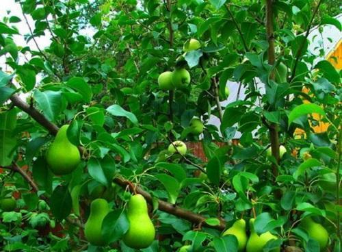 pear-apple tree