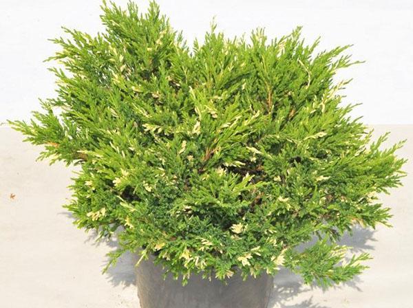 хвойна andorra variegata