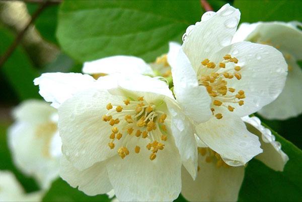flor delicada de jasmim
