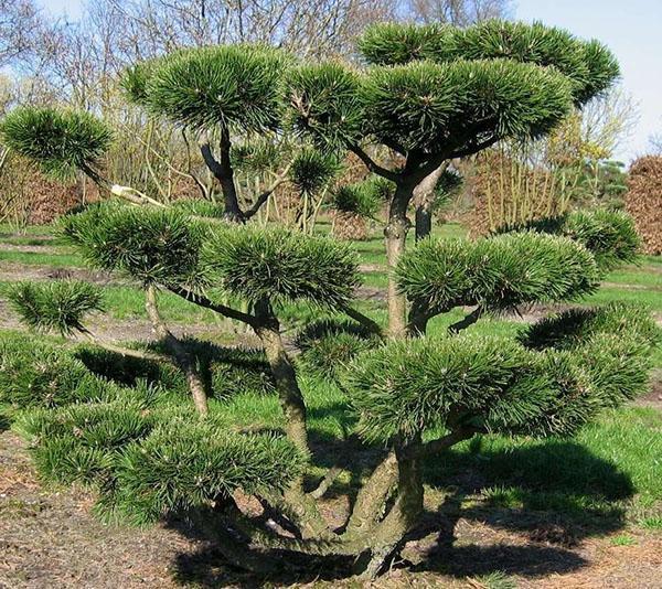 cây thông bonsai gốc