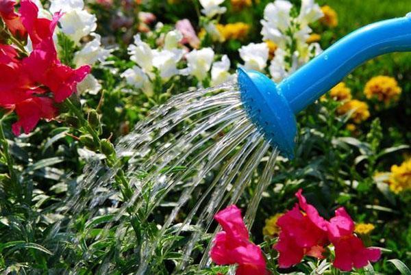 watering flower beds in July