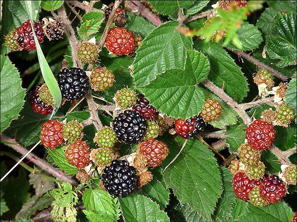 Зреещи плодове от храстови къпини (Rubus fruticosus)