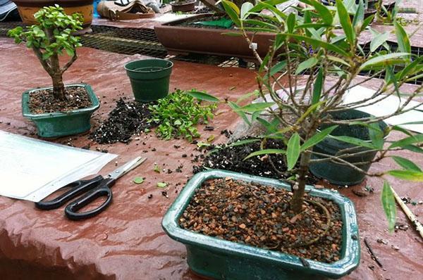 proces pestovania bonsajov