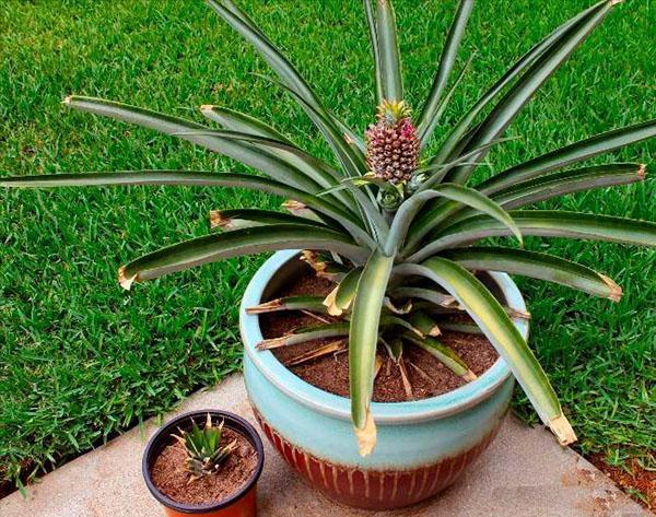 växande ananas i en kruka