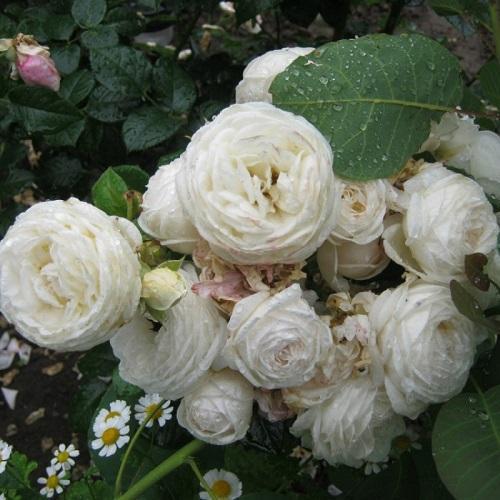 rožė artemidė