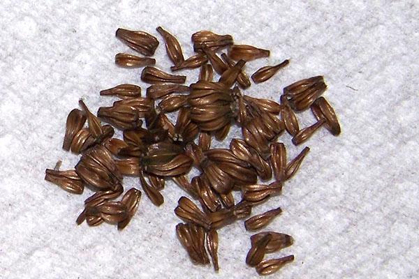 semillas de aster