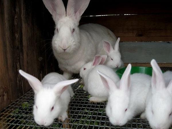 bir kafeste tavşan ailesi