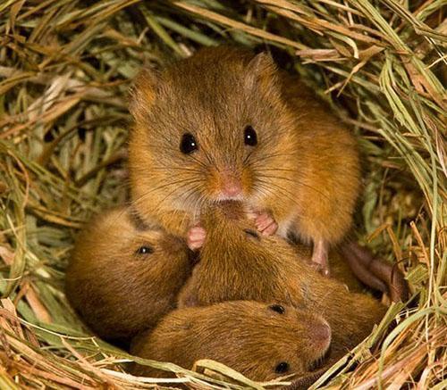عائلة فئران الفئران