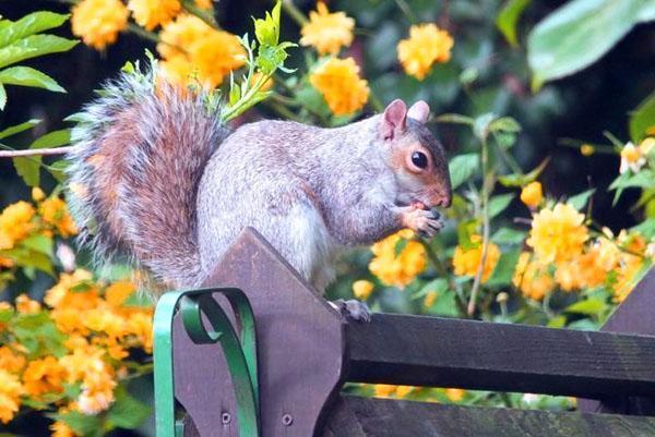 a mókus szereti a gyümölcsöket, zöldségeket és virágokat
