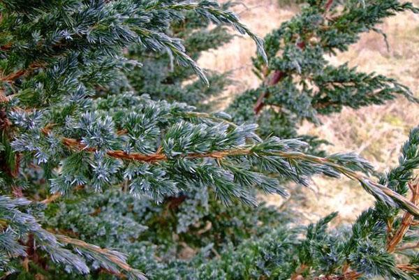 Scaly juniper shoot with silvery needles