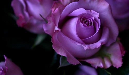 liliowe róże
