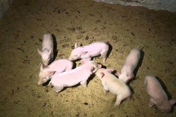 domuz yavrularını özel teknoloji kullanarak tutmak