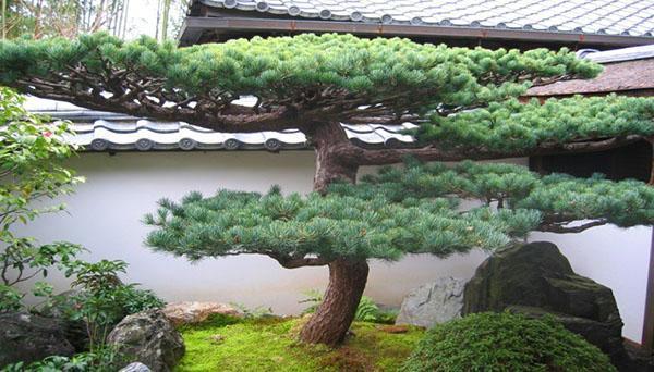 cây thông bonsai tại ngôi nhà mùa hè của họ