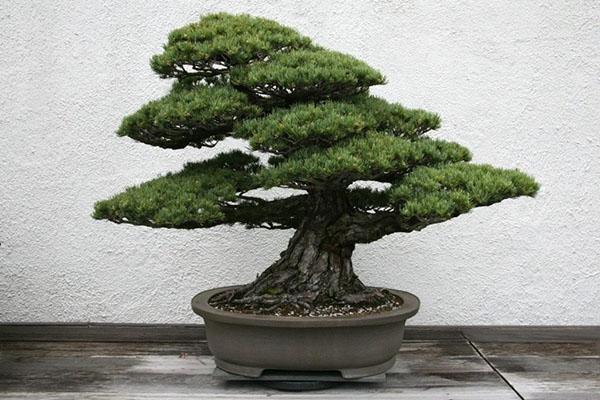 dennen bonsai