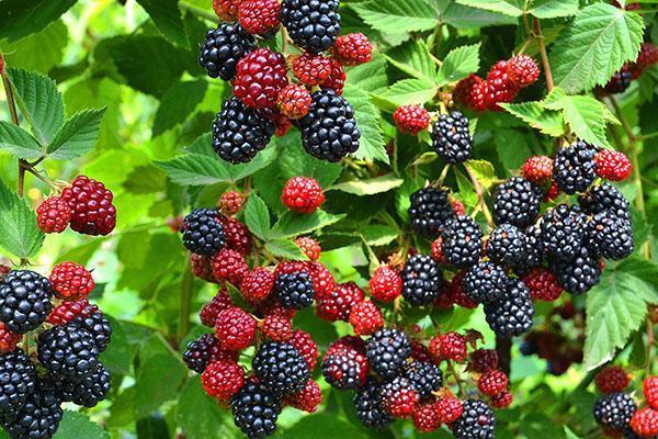 blackberries ripen in the country