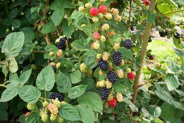 blackberry ripens thornfree