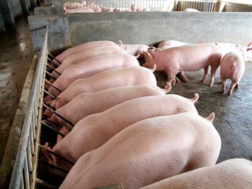 تربية الخنازير كعمل تجاري