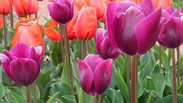 odrody tulipánov Demeter