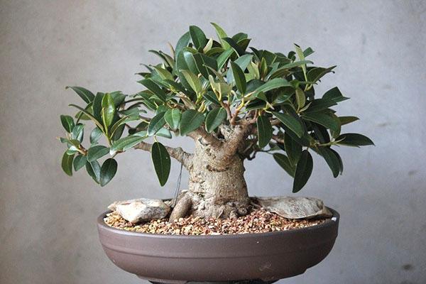 pleje af bonsai ficus