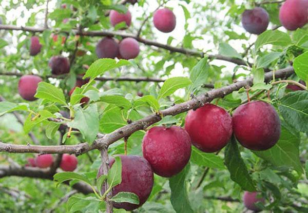 récolte de prunes de cerisier dans la voie du milieu