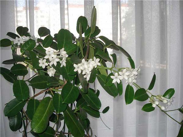 evergreen indoor jasmine