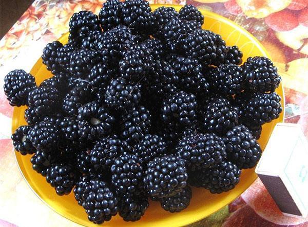 delicious blackberries from the garden
