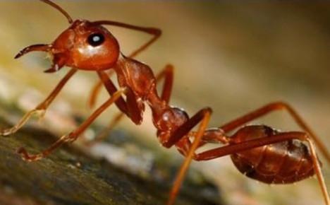 muurahaispesäkkeen tuholainen