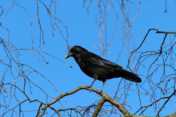 garden pest crow