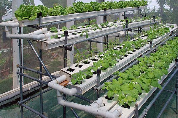 cultivarea legumelor în mod hidroponic