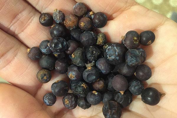berries for cooking oil