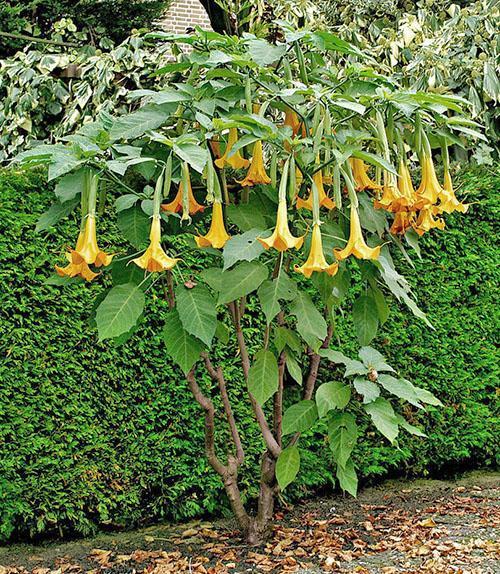 exotic brugmansia in the country