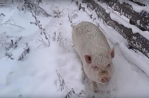 winter keeping of pigs