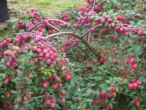 körsbärsplommon i trädgården vid dachaen