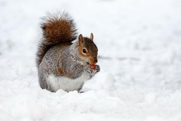 veverița în zăpadă