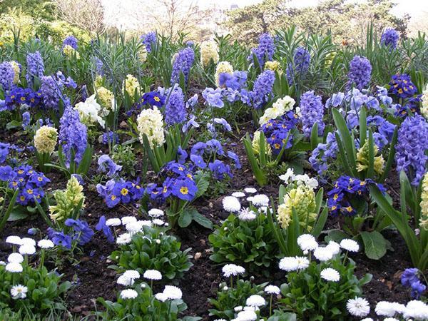 blå och vit blomsterbädd