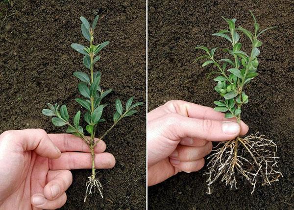 boxwood cuttings with roots