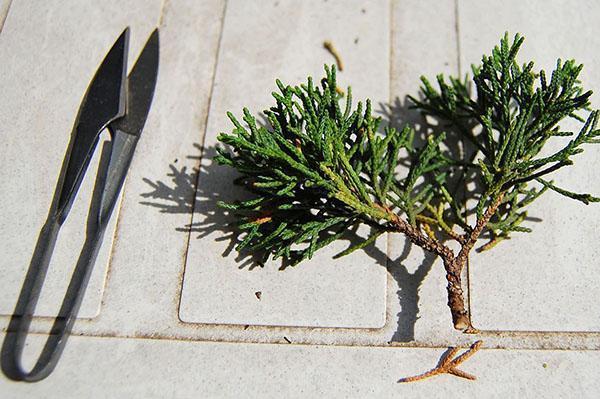 juniper stalk for propagation