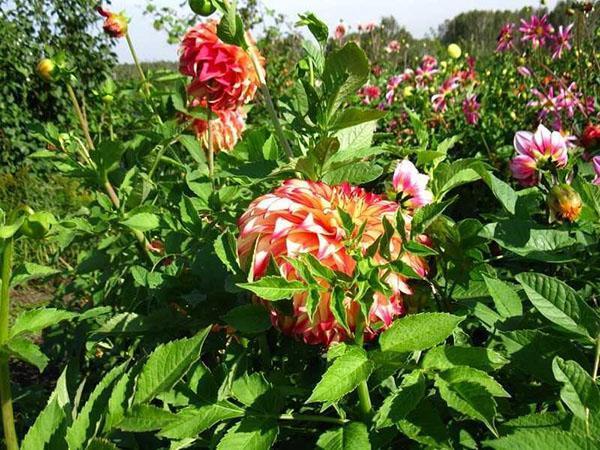 dahlias are blooming in the country