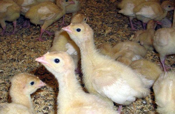 kalkon kycklingar i brooder