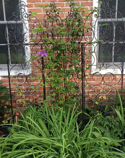 clematis on a forged trellis